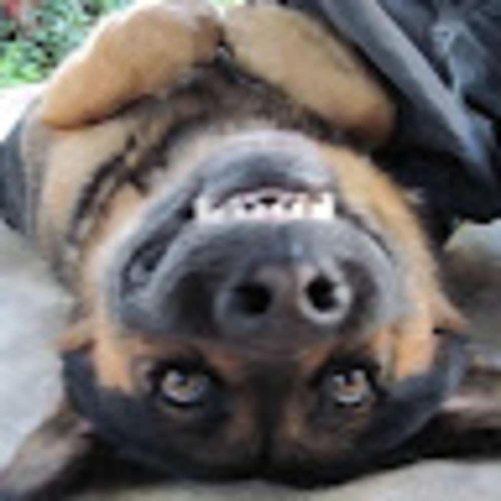 Meet your Posher, Terry